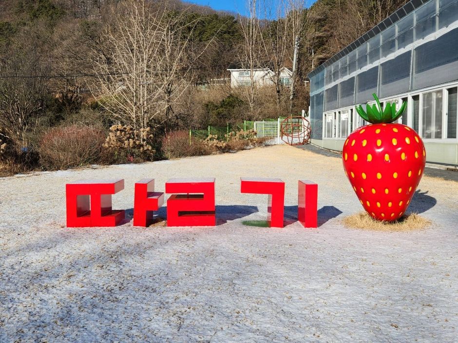  2025 율봄식물원 딸기 시즌! 신선한 딸기 따기 체험을 즐겨보세요!
