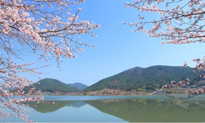양평 벚꽃