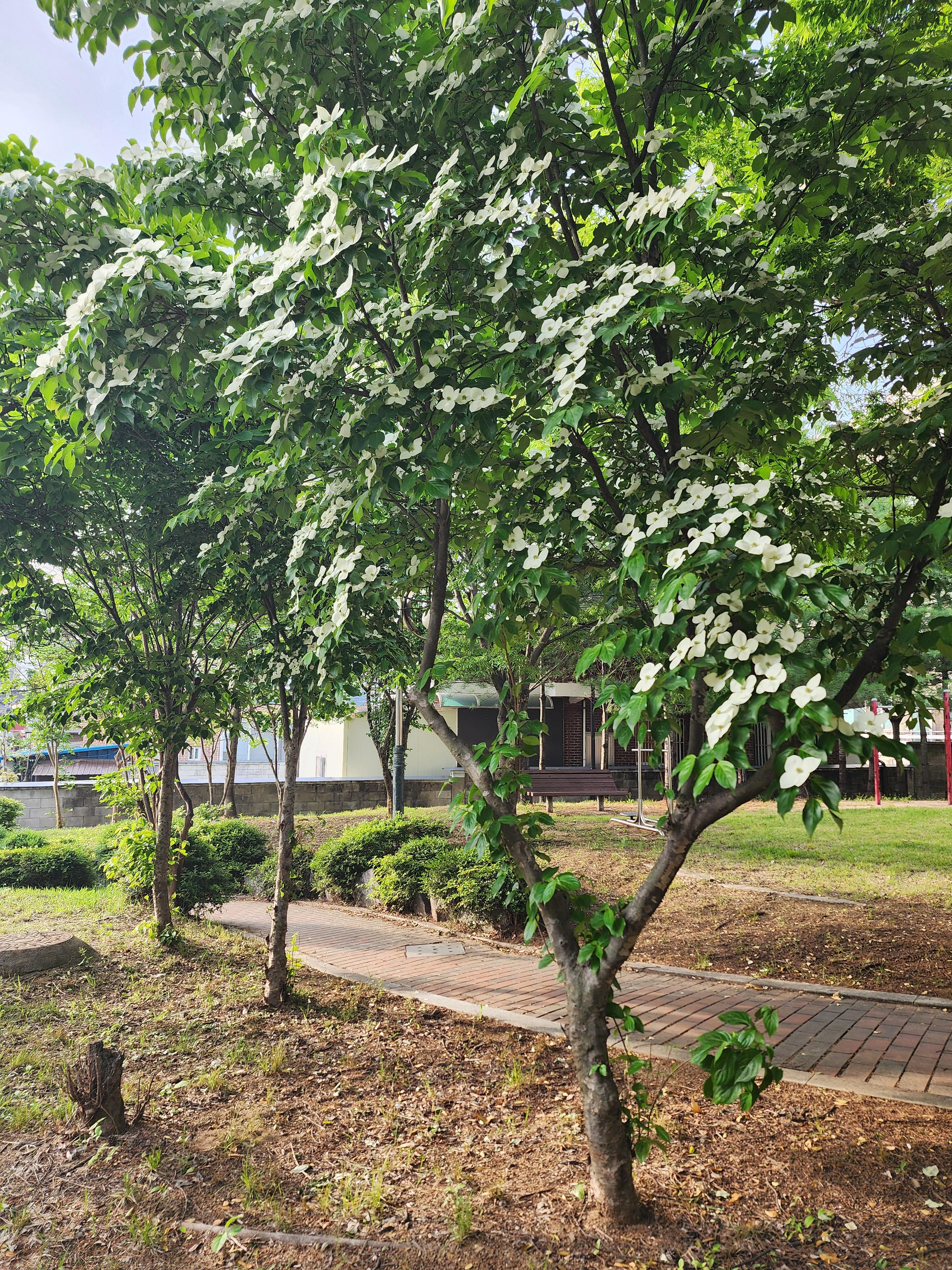 여름을 물들이는 하얀 꽃 - 산딸나무 꽃말, 특징, 열매, 효능, 부작용, 개화 시기, 재배 방법