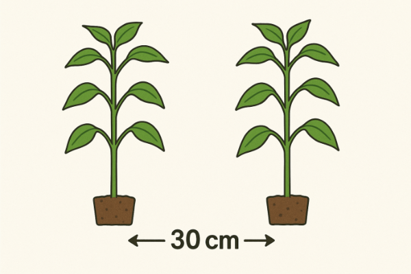 고추모종 심는 간격