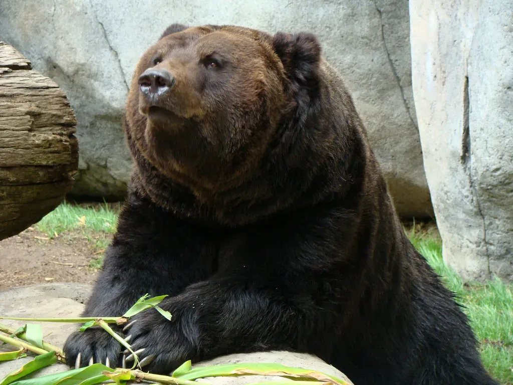 우수리 불곰 특징 성격 서식지_3