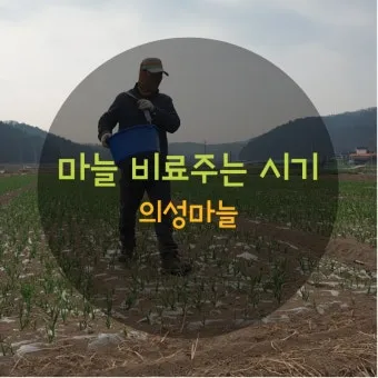 비료 주는 시기 기비 추비 요소 인산 가리 엽면시비_7