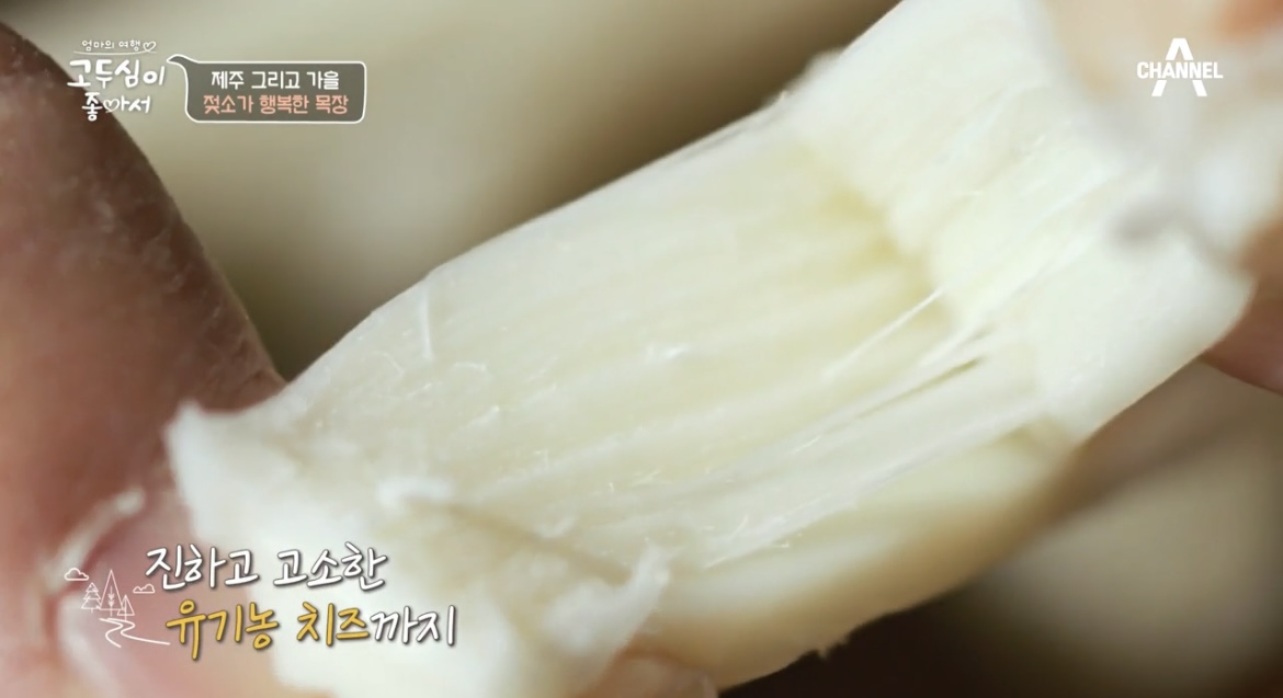 고두심이좋아서제주유기농치즈