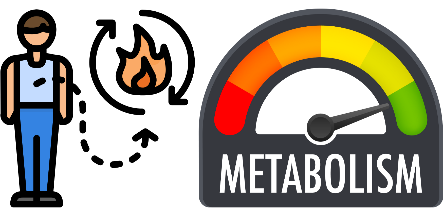 중년 다이어트와 기초 대사량
