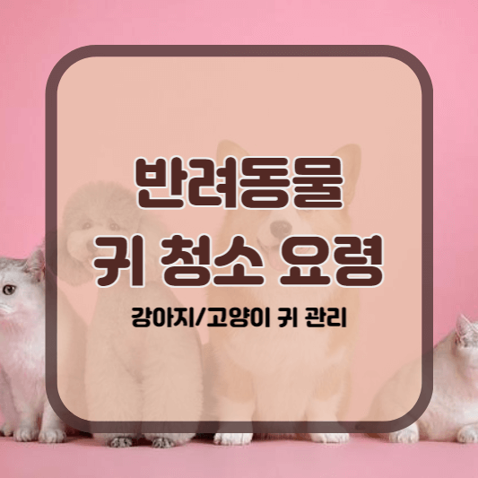 강아지 고양이 귀 청소 요령