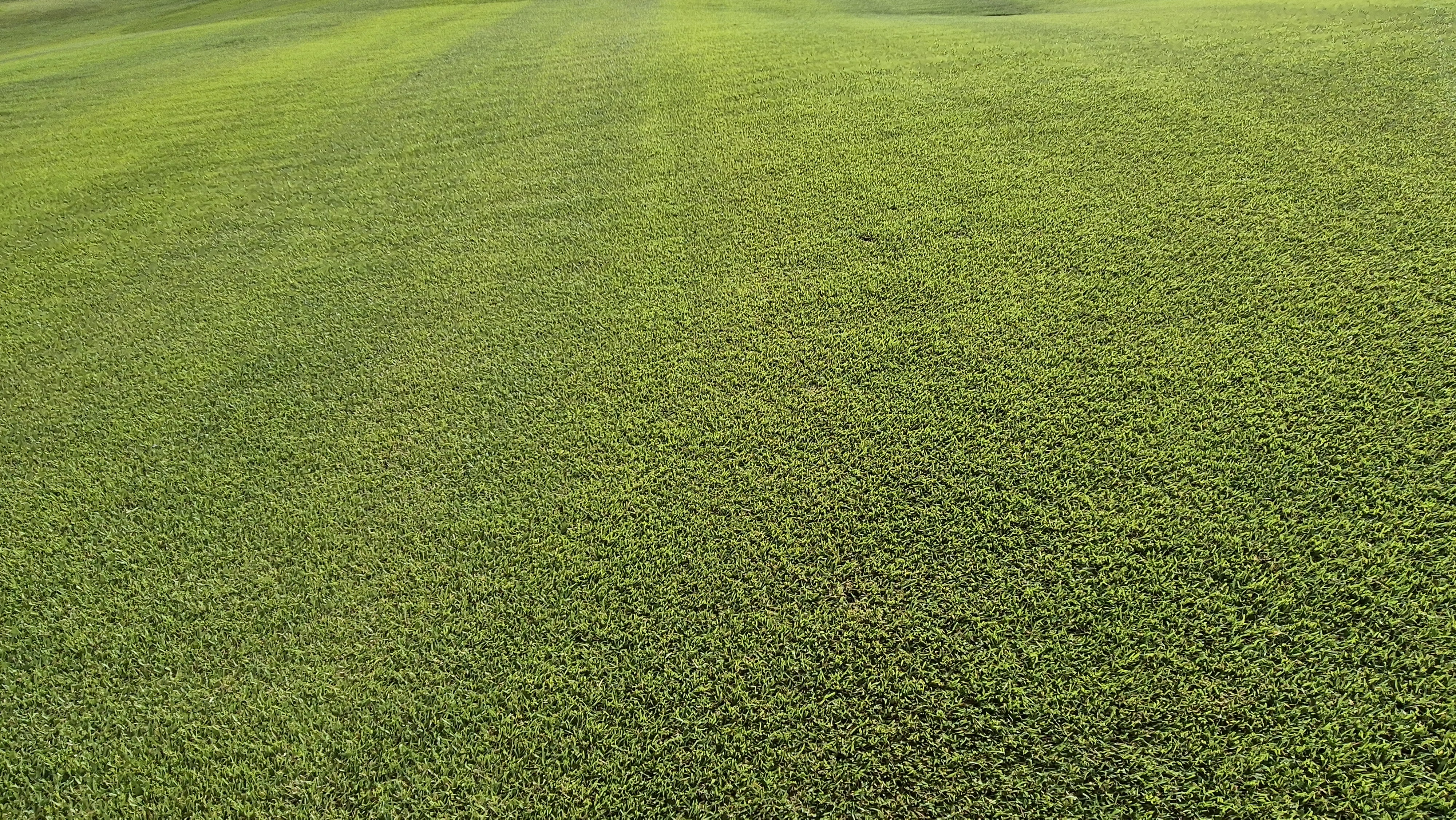 오로라cc 코스 관리 상태