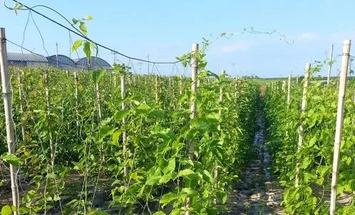 작두콩 재배 지지대 설치 덩굴 유인 건조 보관_5