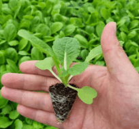 김장 배추 모종 심는 시기