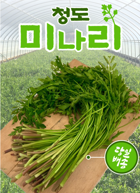 생방송투데이 청도미나리 미나리삼겹살 이주의장바구니 온라인구매 및 예약방법 경북 청도 솔농원 솔그린팜