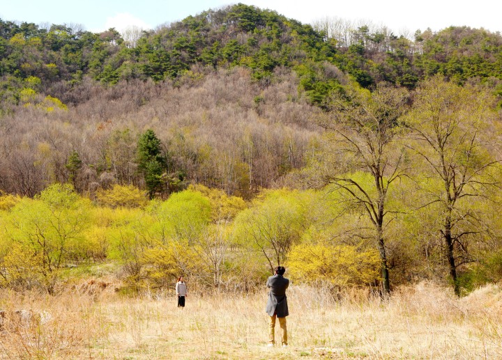 산수유꽃길
