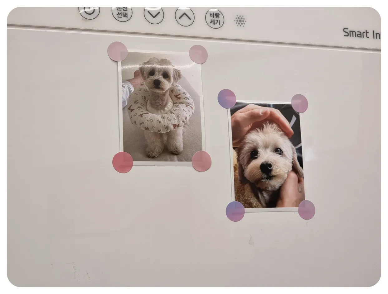 아주대-병원-근처-카츠후유-내부-강아지-사진