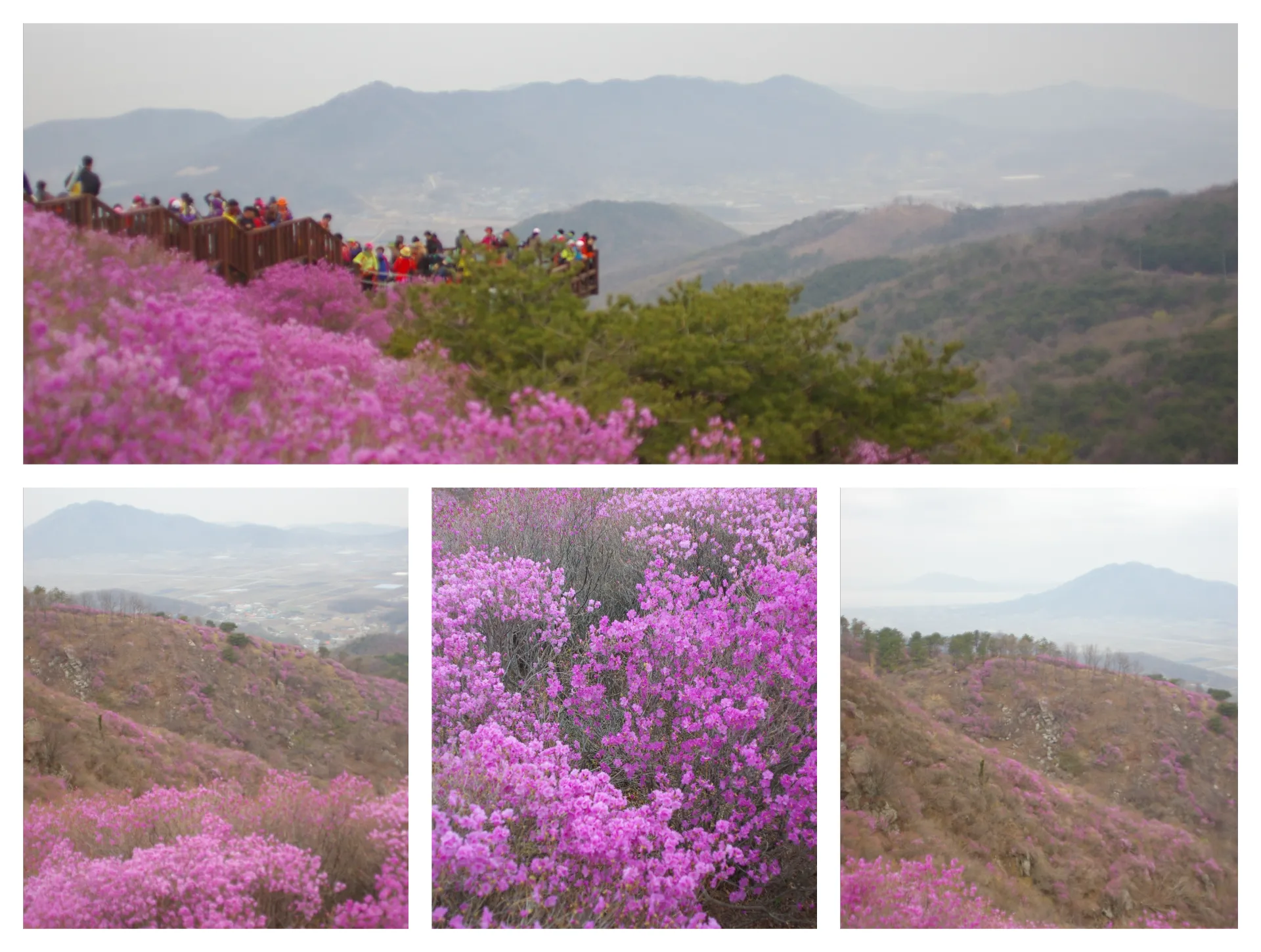 봄 고려산