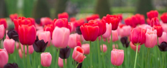Menton Tulip