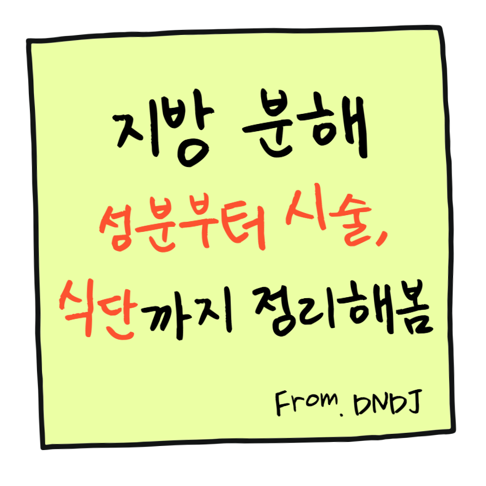 지방 분해의 모든 것 &mdash; 성분부터 시술, 식단까지 완벽 정리