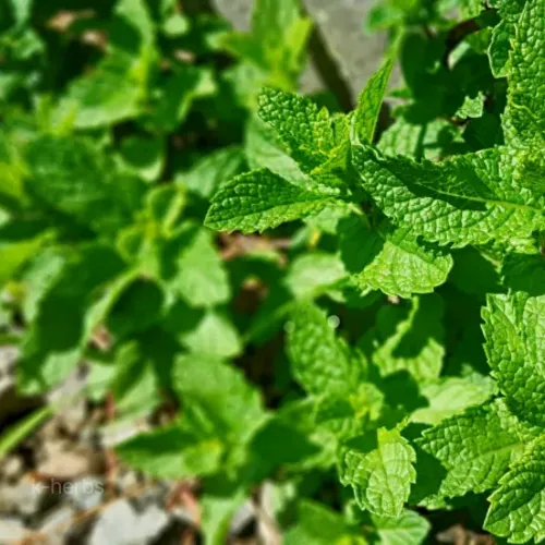 잘 자라고 있는 페퍼민트