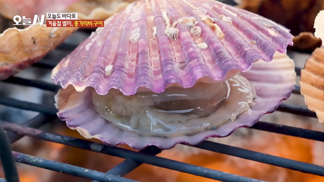 오늘N 오늘도 바다로 홍가리비