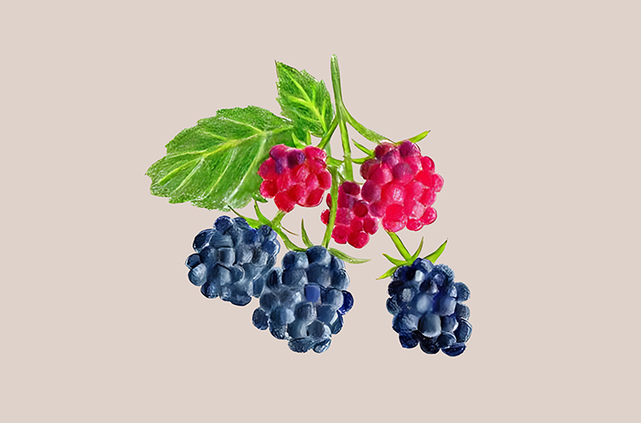 복분자-하루-섭취-권장량