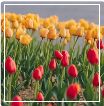 피나클랜드 튤립이미지 출처: 피나클랜드 홈페이지