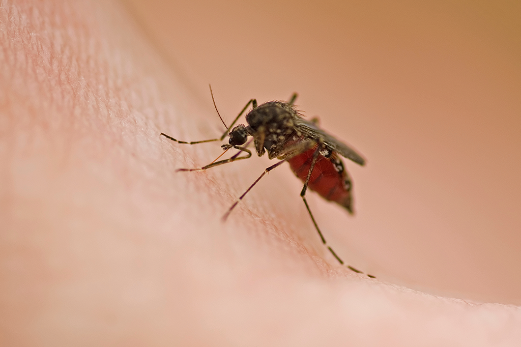 작은빨간집모기