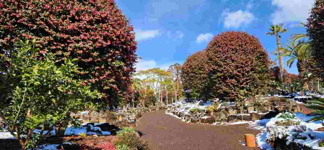 무장애 설계가 돋보이는 동백꽃 천국 카멜리아힐