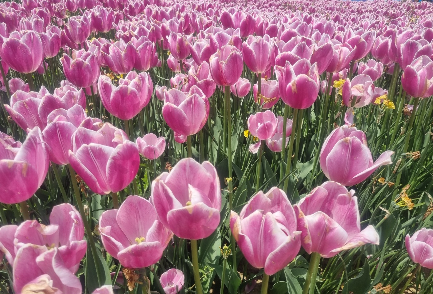 봄 튤립 축제 분홍 튤립 꽃밭