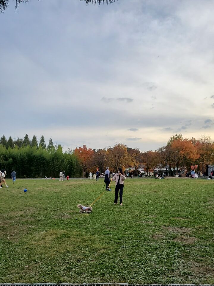 잔디에서 놀고 있는 강아지