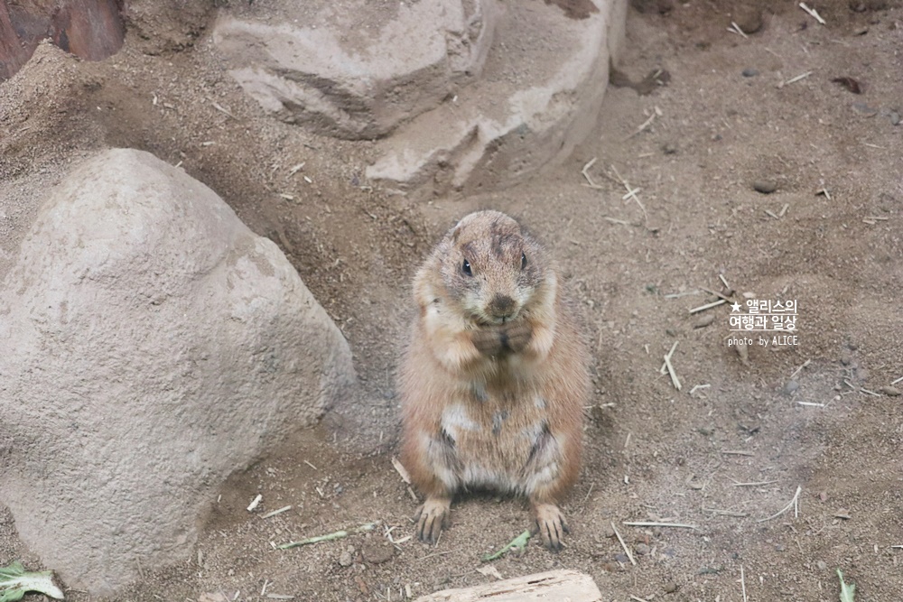코엑스 아쿠아리움 입장권 할인예약 방법, 대중교통 가는 방법, 참물범 펭귄 비버 상어 보러가자!