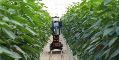 농업의 혁신적인 스마트 팜