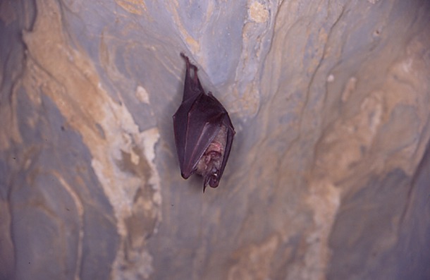 평창 백룡동굴 예약 방법