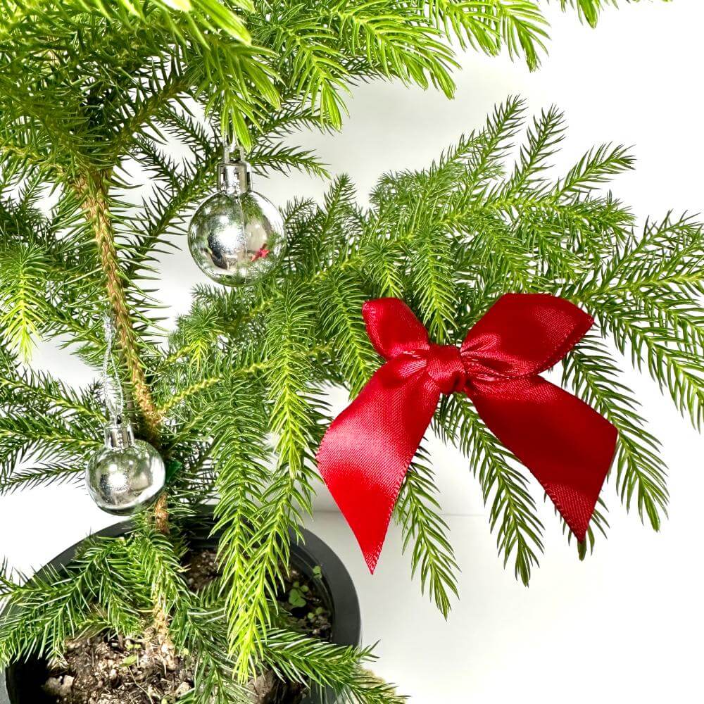 아라우카리아 키우기 크리스마스 트리