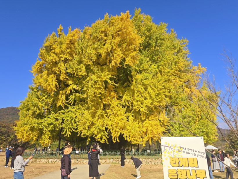 반계리 은행나무 CCTV 어디서 볼 수 있을까? 실시간 뷰 가이드
