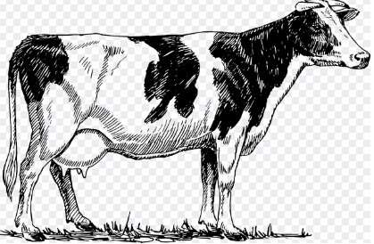 2026년 소띠 신년운세 무료보기