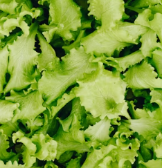 파킨슨병에 좋은 음식 영양제 식단