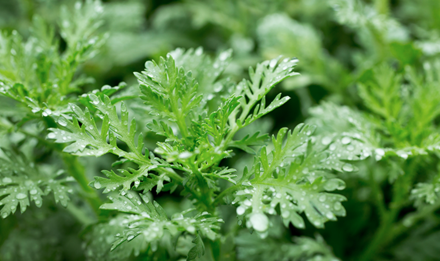 고삼 관련 사진