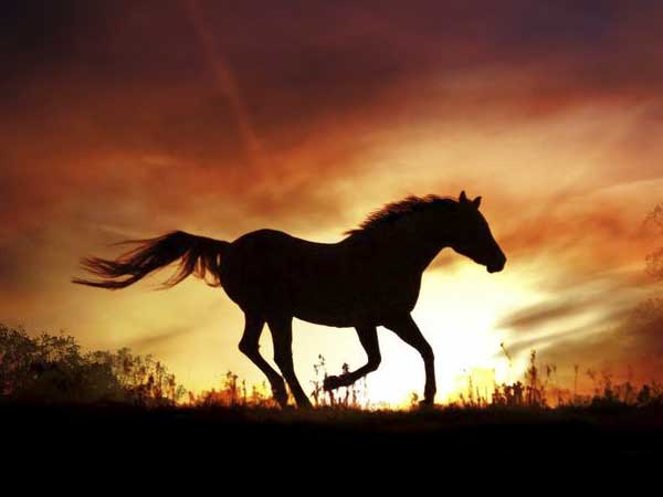 양기 가득한 붉은 말 - 오화