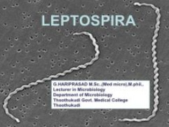 렙토스피라 매개체