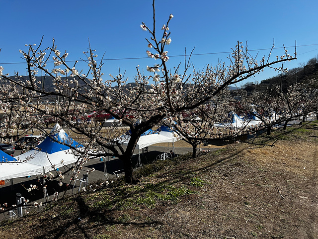 24년 광양 매화 축제 일정 요금 주차