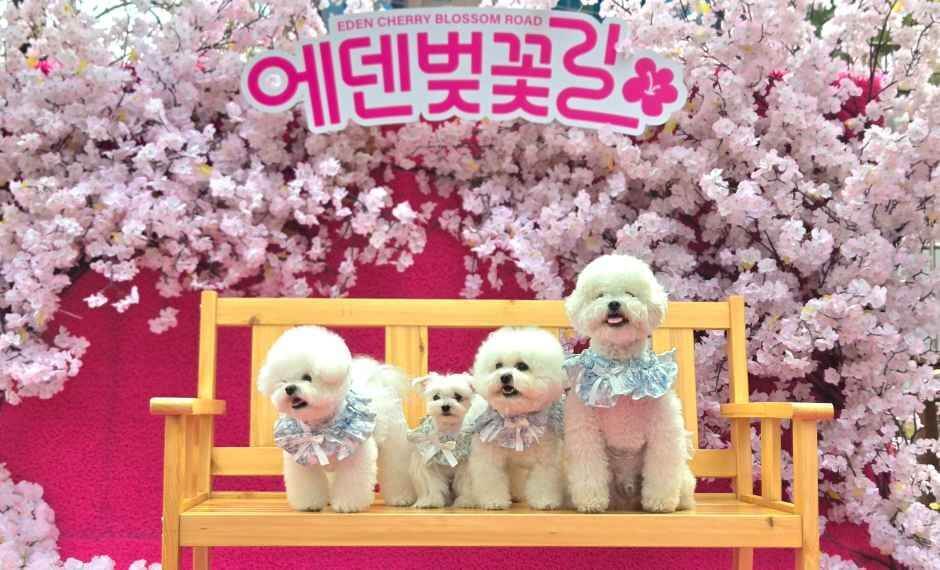 에덴벚꽃길 벚꽃축제 완벽 가이드