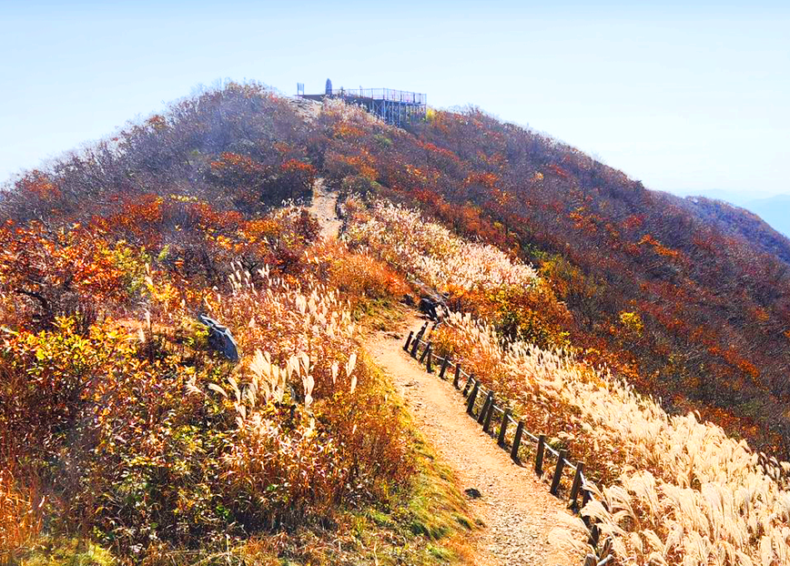 오서산 억새