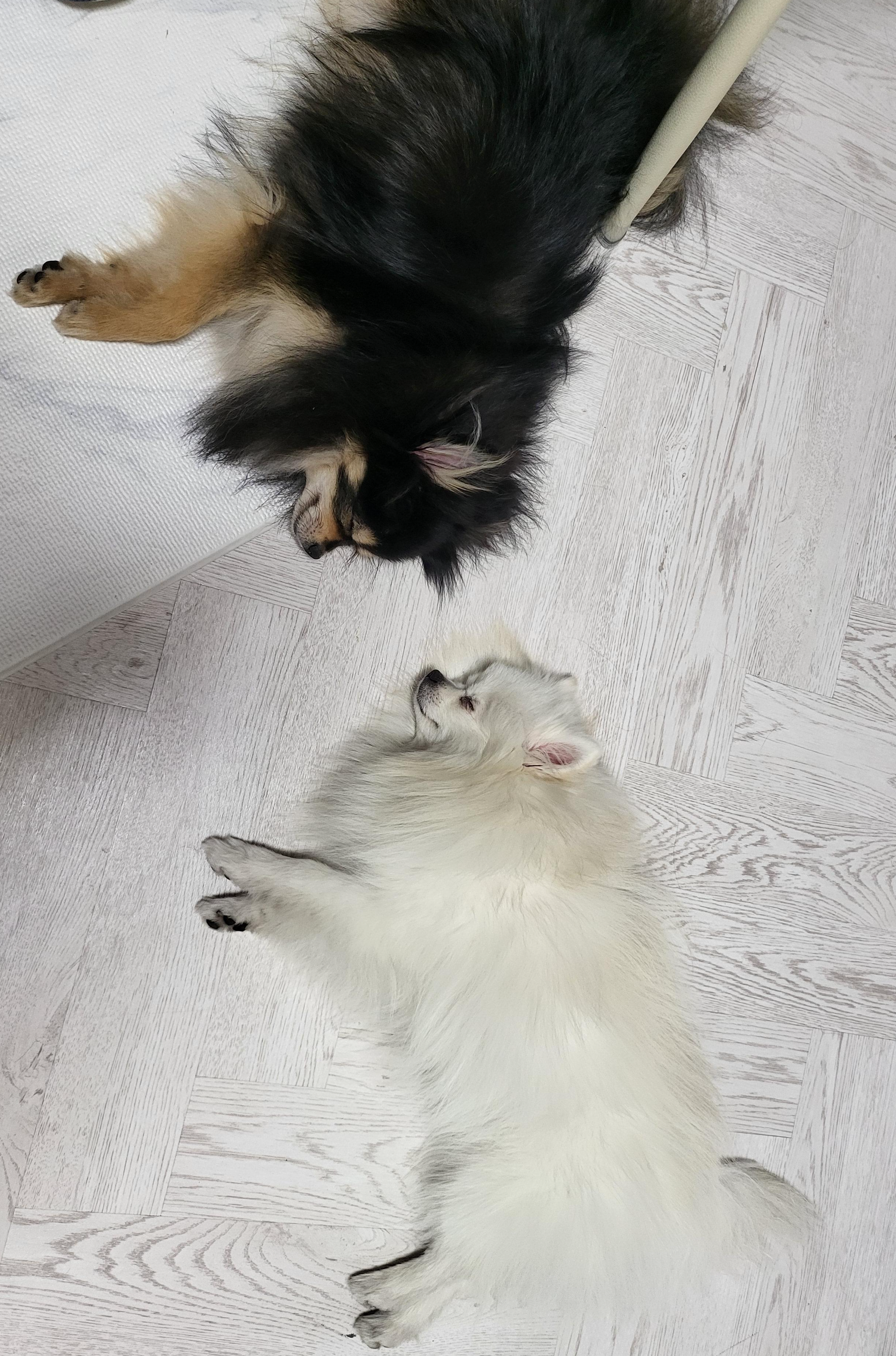 보양식 먹고 잠든 하콩&amp;달콩