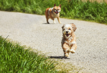 2025년 5월 개띠 운세