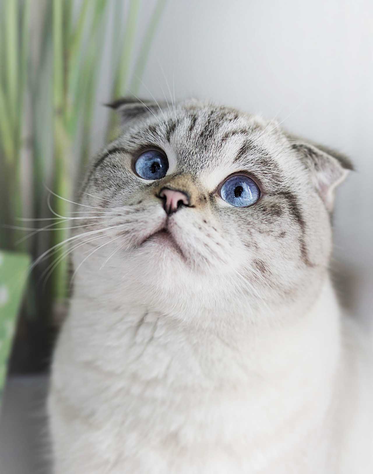 스코티쉬 폴드