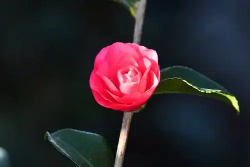 동백전 카드 신청