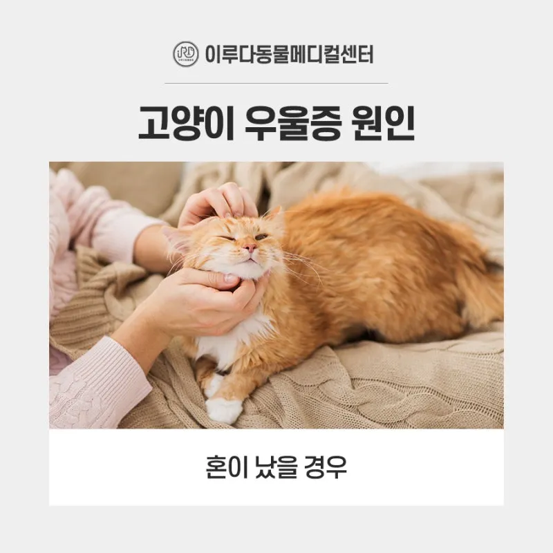 고양이 우울증과 무기력증 증상_3