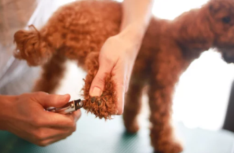 강아지 발톱깎는 모습/출처:어도비스톡