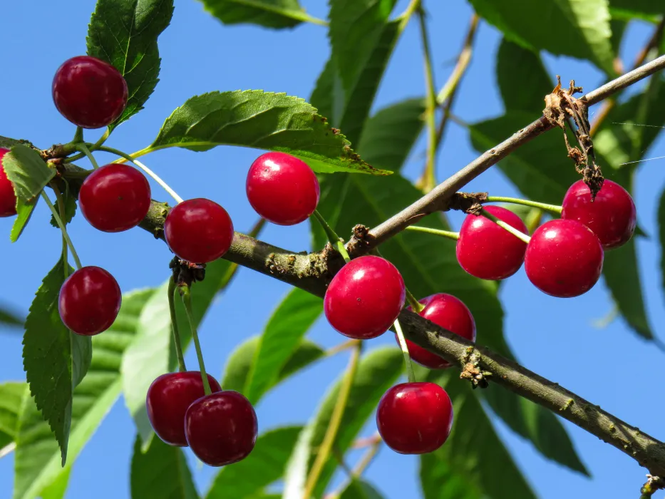 앵두효능-부작용-하루-섭취량-관련-사진