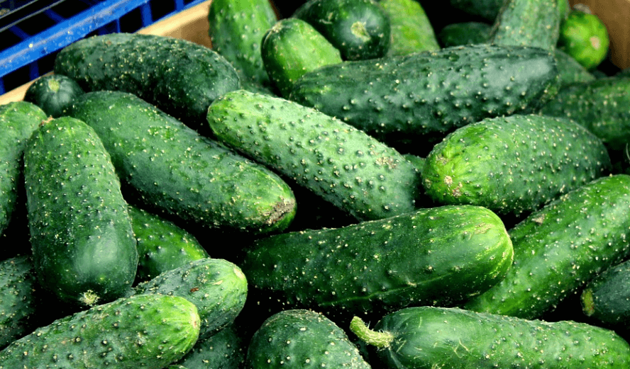 오이 효능 두 번째