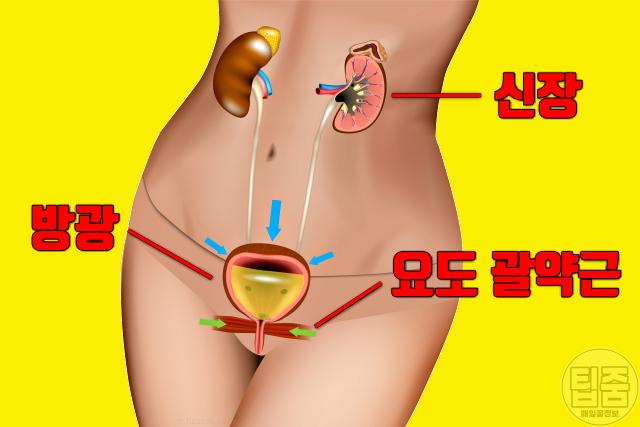 방광 영양제 비뇨기과 전문의 추천
