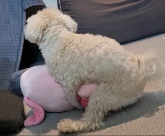 강아지 마운팅 이유 해결 방법_26