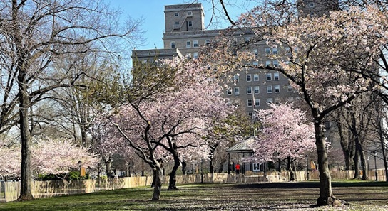 사쿠라파크 벚꽃 (사진 : 구글)